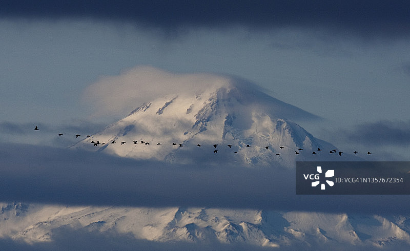 大雁飞过白雪覆盖的沙斯塔山图片素材