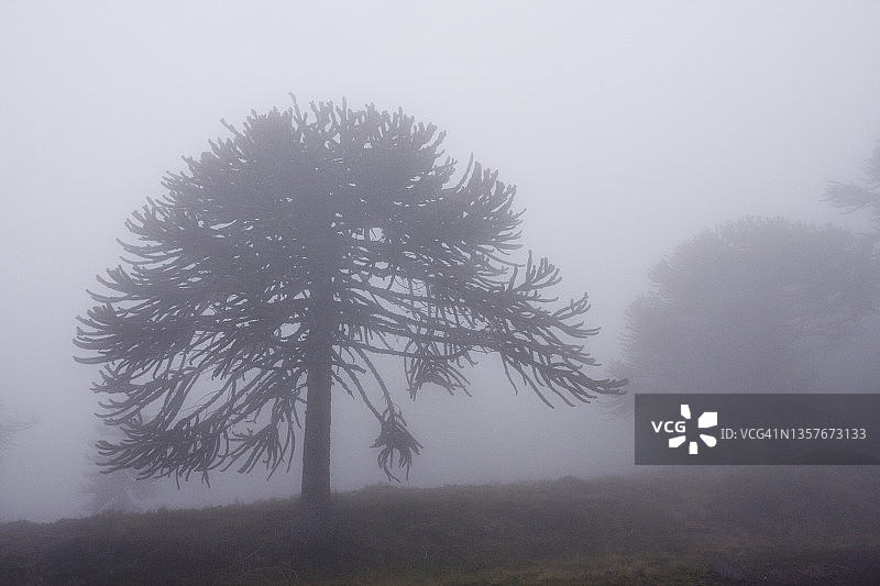 智利安第斯山脉亚历山大松树雾景图片素材