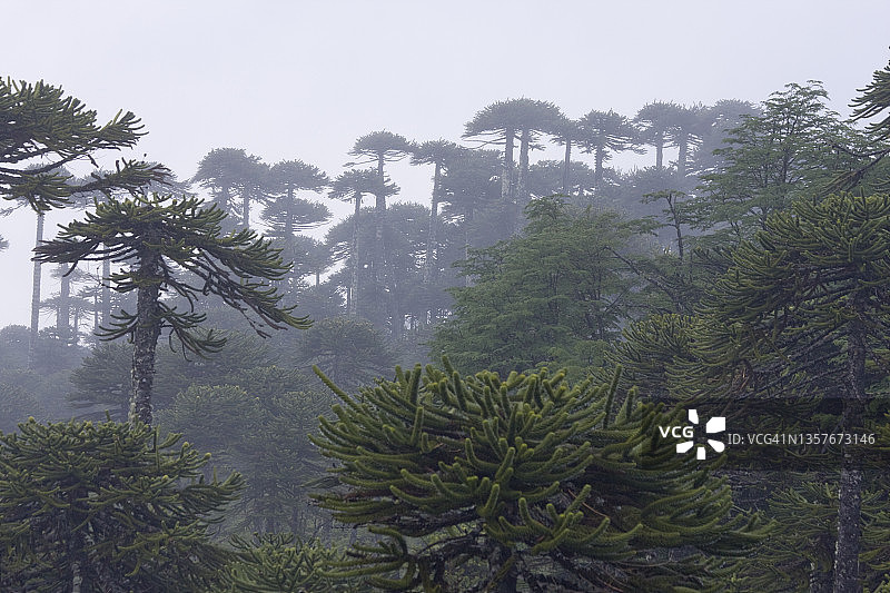 智利安第斯山脉亚历山大松树雾景图片素材