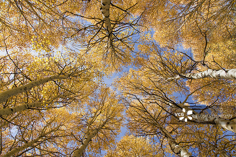 加利福尼亚州内华达山脉的秋季黄色白杨树图片素材