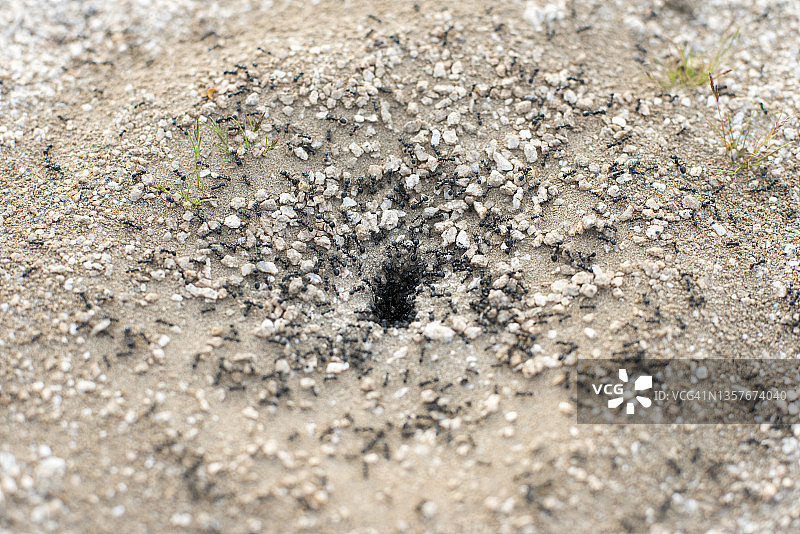 大蚂蚁进出蚁丘。图片素材