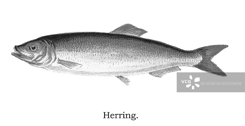 旧彩色石版画插图：鲱鱼图片素材