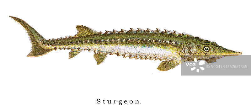 鲟鱼古老彩 lithograph 插图图片素材