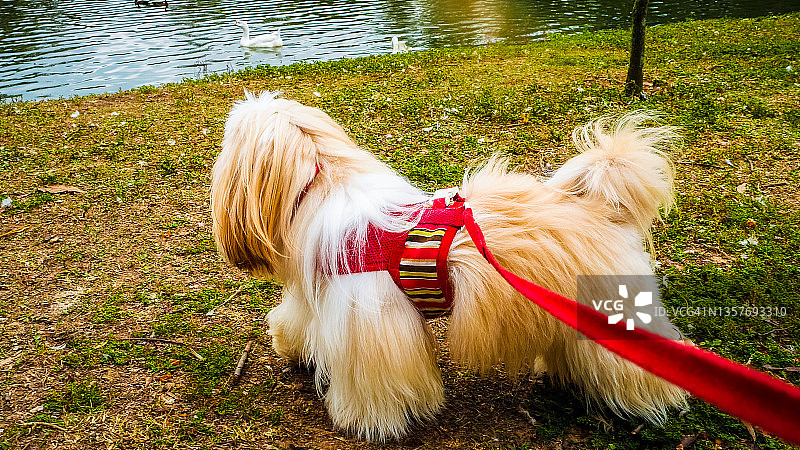 遛狮子犬图片素材