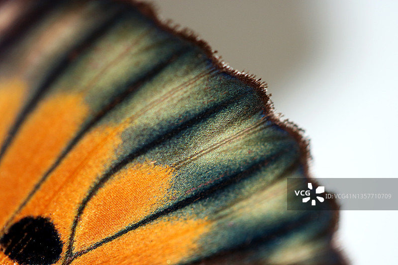 蝴蝶翅膀特写微距图片素材