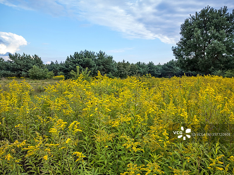 夏天草地里盛开的加拿大一枝黄花图片素材