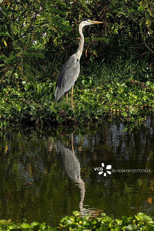 野外环境下的苍鹭图片素材
