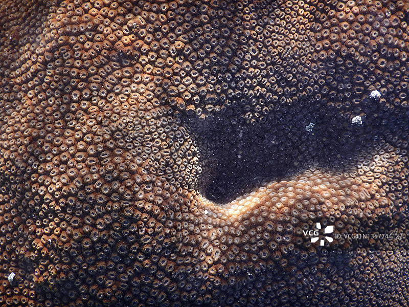 马尔代夫泻湖中的日珊瑚群图片素材