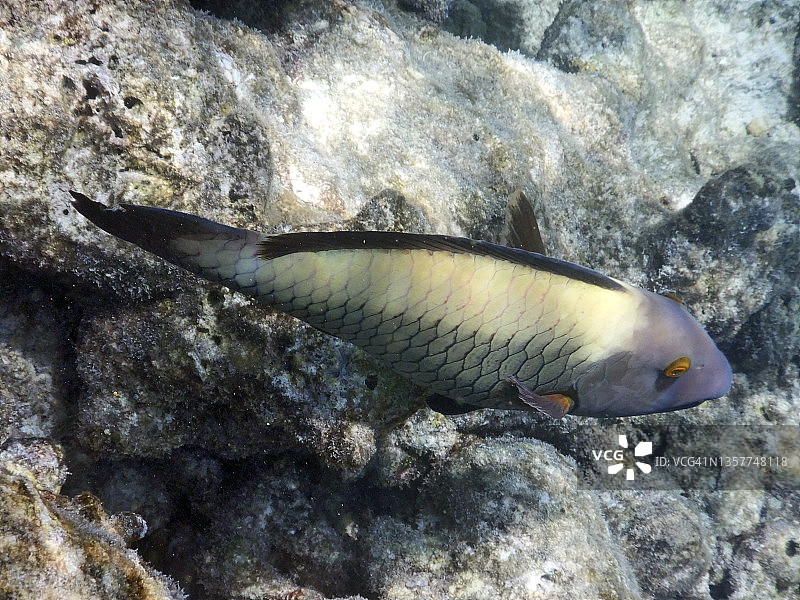 暗色鹦嘴鱼，兰纳利珊瑚礁图片素材