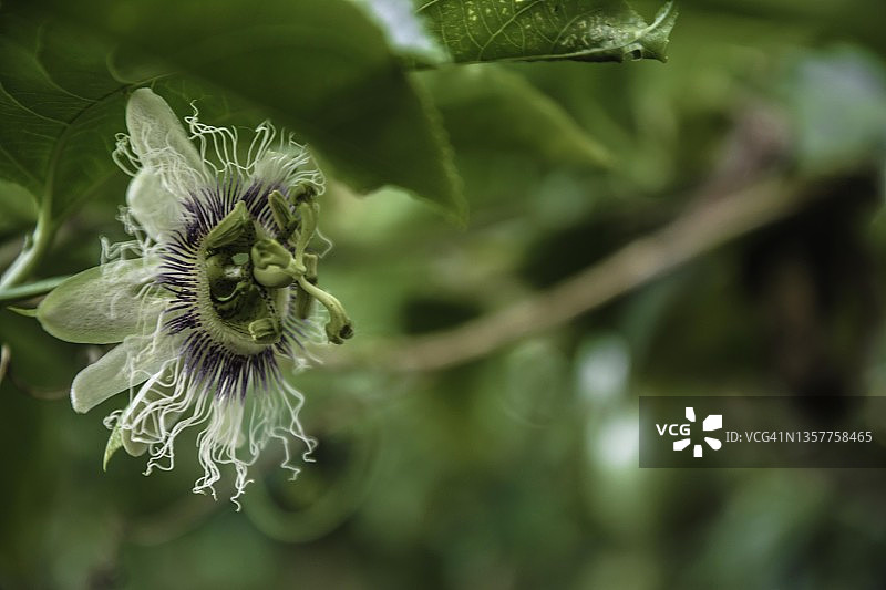 单花西番莲图片素材