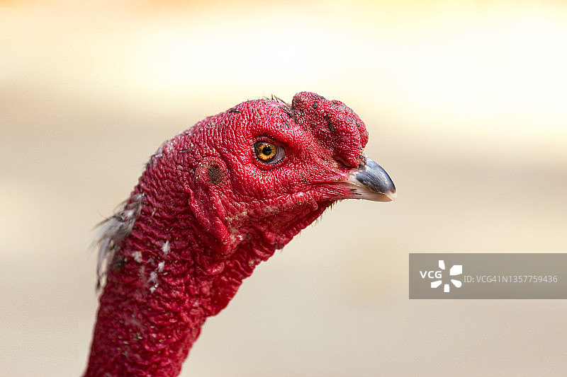 承天顺化省（越南）的斗鸡特写图片素材