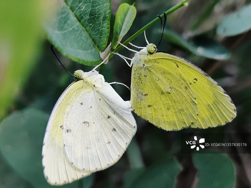 一对黄色蝴蝶交配的特写图片素材