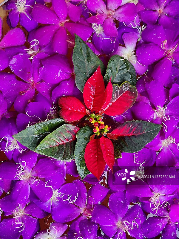 用于装饰的紫色花朵图片素材