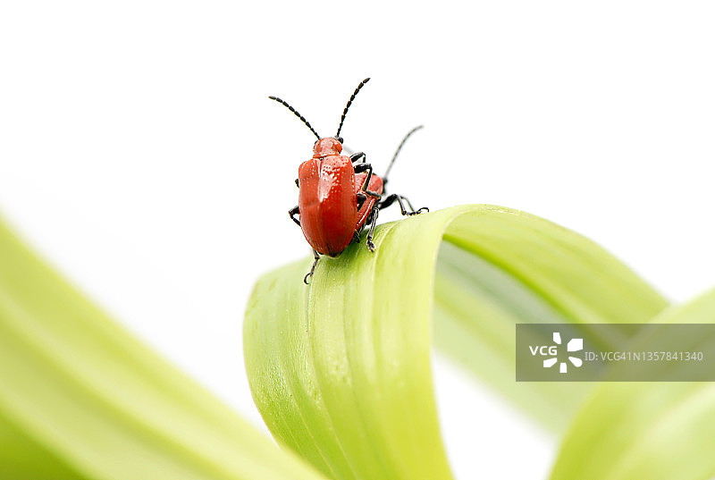 叶甲科红色百合甲虫特写图片素材