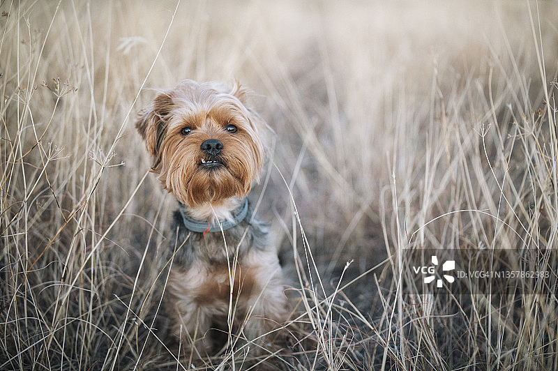 约克夏梗犬的自然风光肖像图片素材