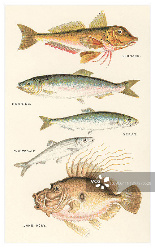 鱼类复古雕刻插图图片素材