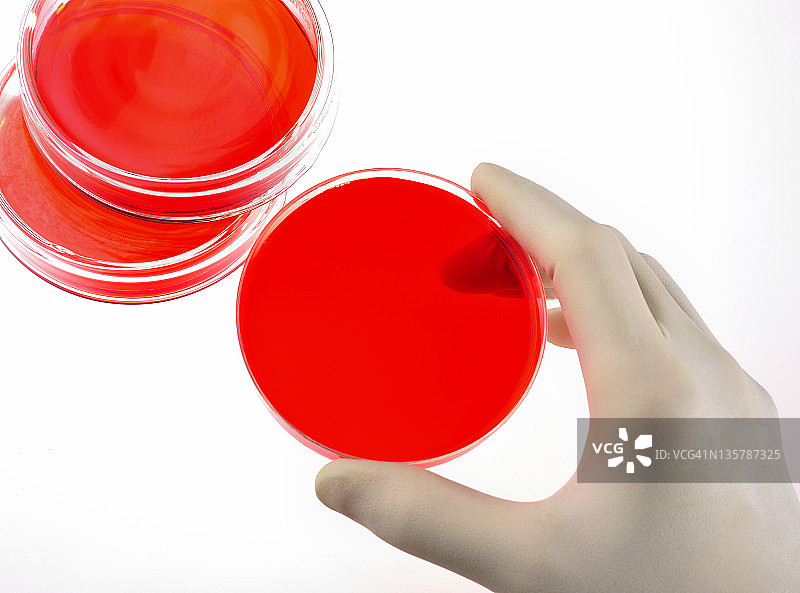 培养皿图片素材