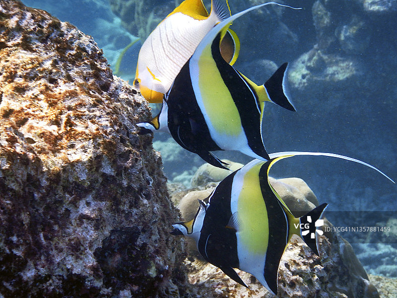 马尔代夫泻湖中的两只镰鱼图片素材