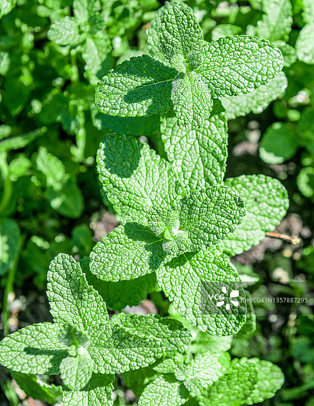 有机种植的薄荷图片素材
