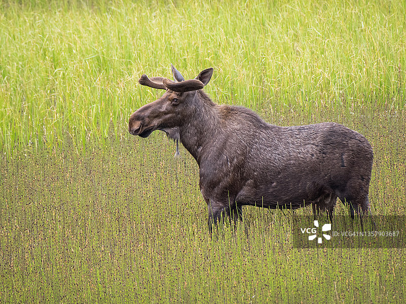 公驼鹿的侧面轮廓图片素材