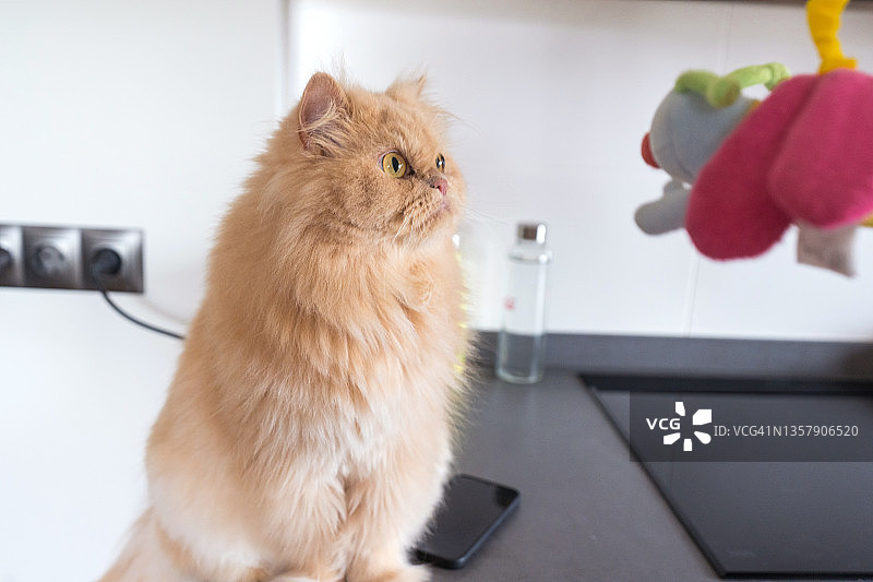 波斯猫在厨房里玩婴儿玩具图片素材