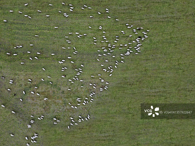 航拍在绿色牧场上吃草的羊群图片素材