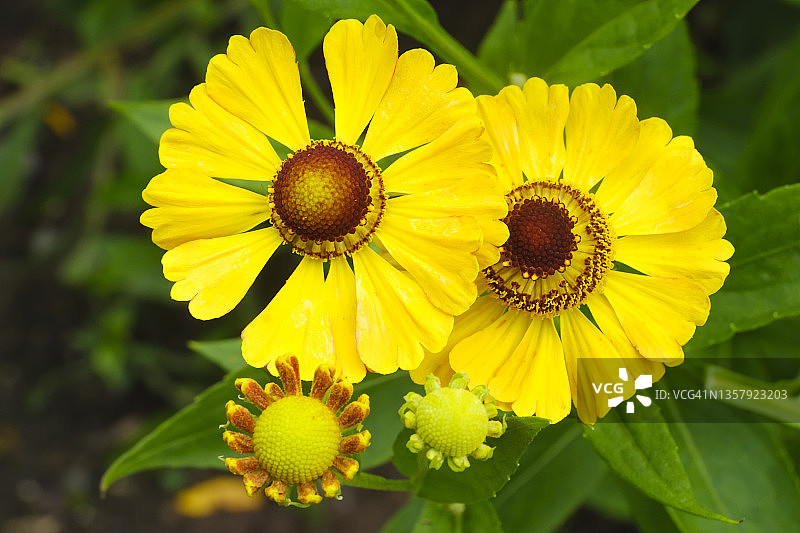 黄色秋菊（Helenium autumnale）的花头图片素材