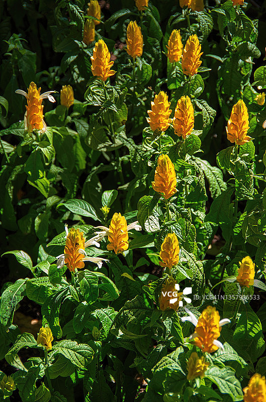 盛开的花坛，金苞花（又名金色虾 प्लांट，金色蜡烛或棒棒糖 प्लांट）图片素材