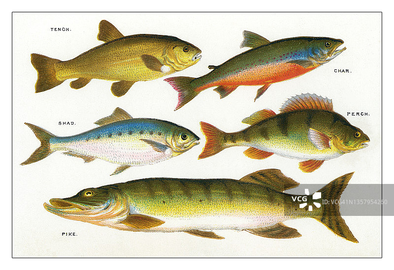 鱼类复古雕刻插图图片素材