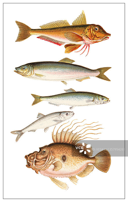 鱼类复古雕刻插图图片素材