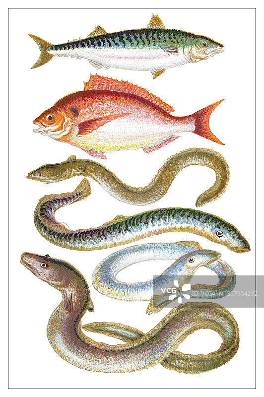 鱼类复古雕刻插图图片素材