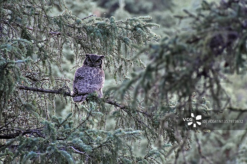 “Hoo”你是谁？图片素材
