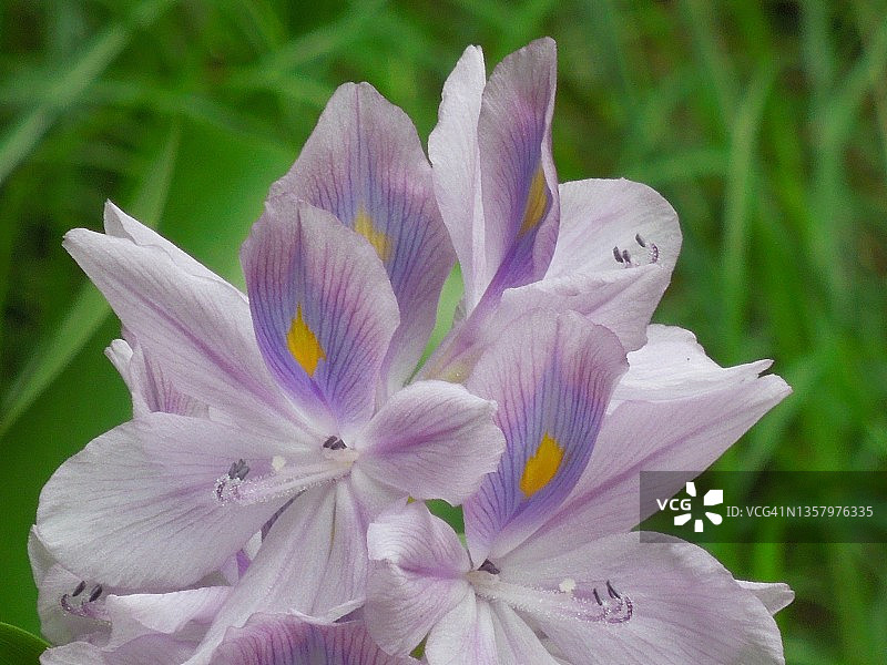 美丽的水葫芦紫色花簇图片素材