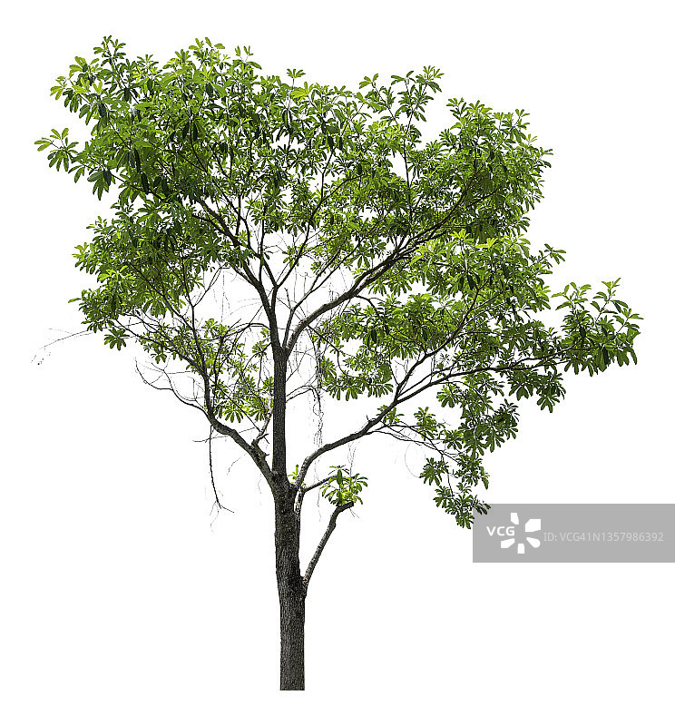 白色背景上隔离的绿色大树，带裁剪路径图片素材