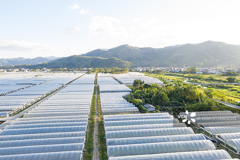 现代乡村农业：塑料薄膜温室栽培图片素材