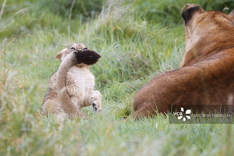 幼狮玩耍特写图片素材