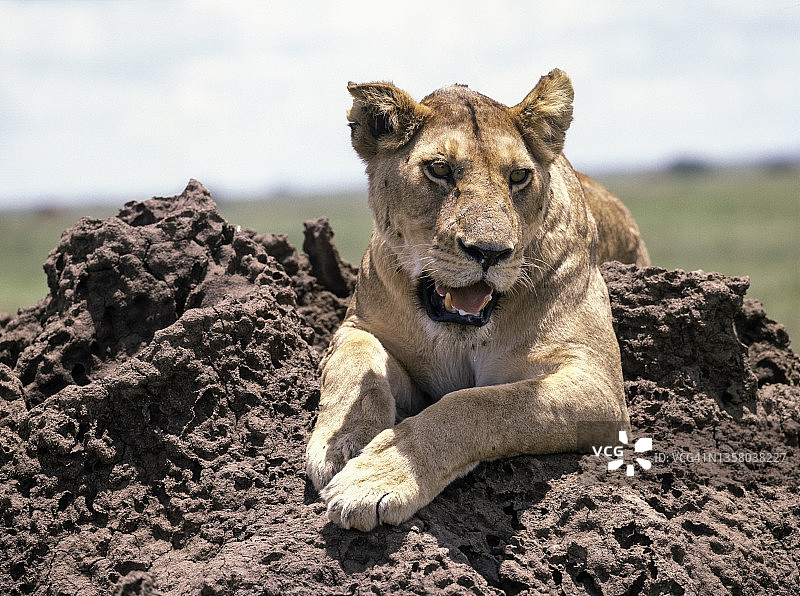 母狮在塞伦盖蒂的白蚁丘上图片素材