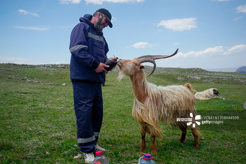 牧羊人给山羊喂啤酒图片素材