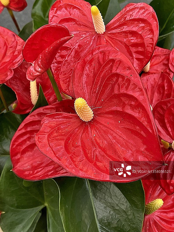 马蹄莲特写图片素材