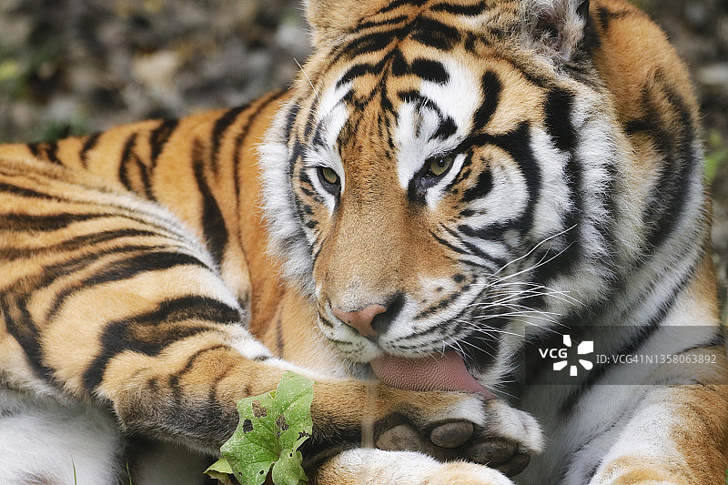 西伯利亚虎舔舐身体图片素材