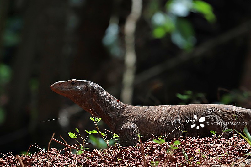 孟加拉巨蜥图片素材