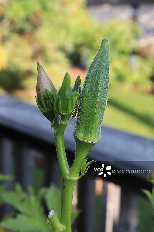 女士手指秋葵盆栽蔬菜阳台花园图片素材
