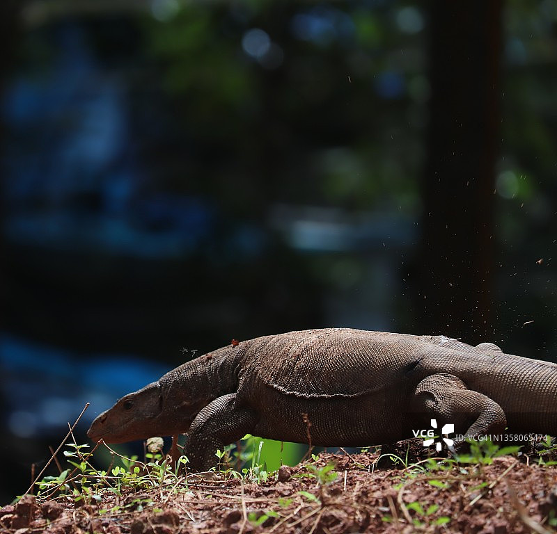 孟加拉巨蜥图片素材