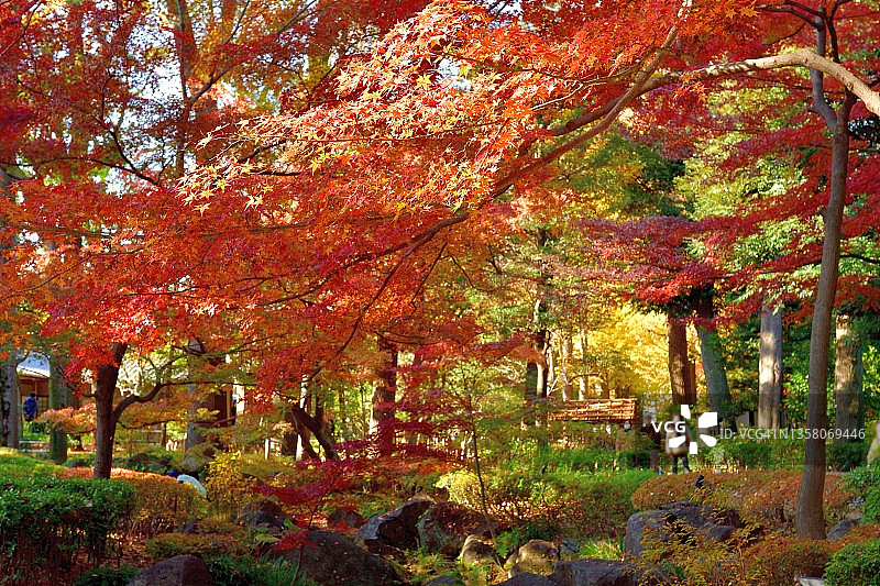 东京公园的秋叶色彩图片素材