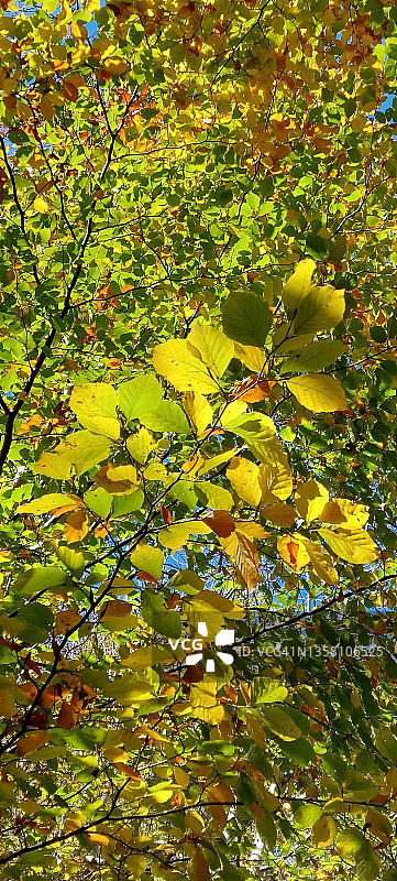 秋天的山毛榉叶图片素材
