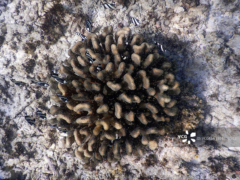 疣珊瑚、黑白雀鲷和蓝绿 chromis，位于马尔代夫兰纳利岛图片素材