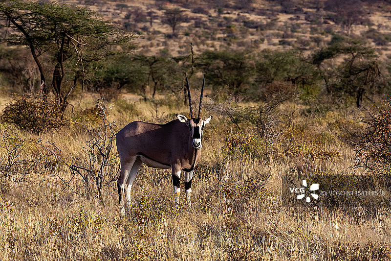 野生环境下的南非剑羚图片素材