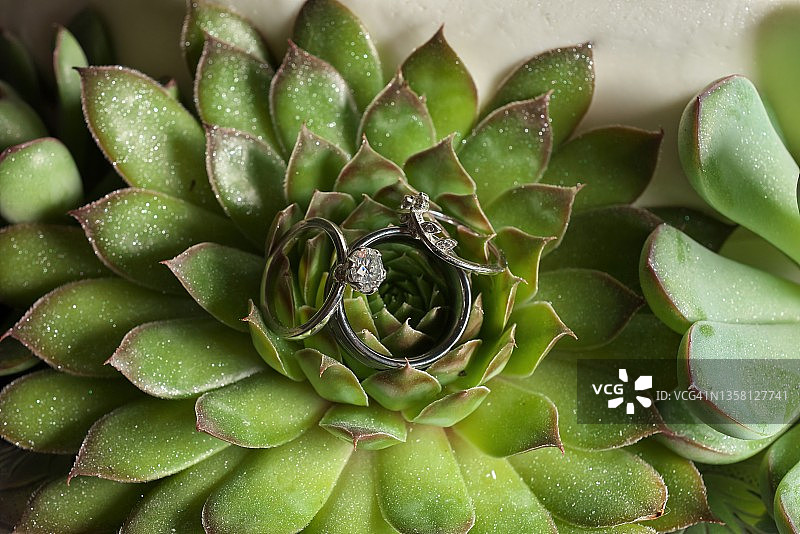 钻石和白金结婚戒指与多肉植物和结婚蛋糕图片素材