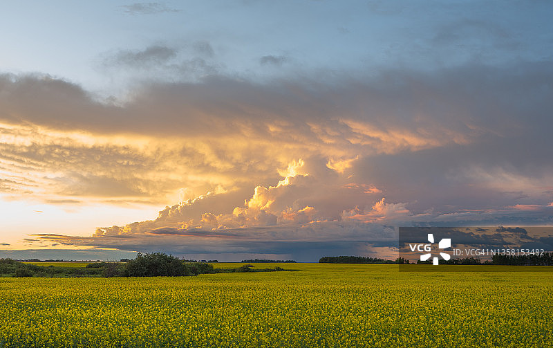 暴风雨后日落时分的油菜籽田图片素材