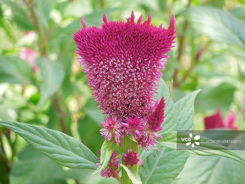 紫色鸡冠花，吸引植物爱好者。青葙。苋科。图片素材